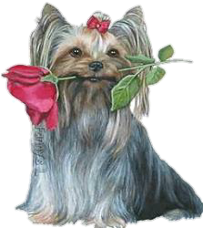 a yorkie holding a red rose